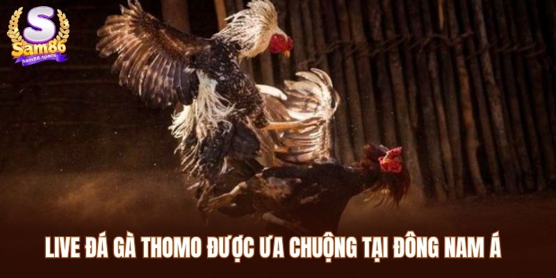 Live đá gà thomo được ưa chuộng tại Đông Nam Á